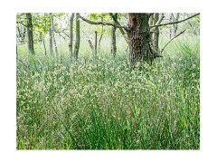 066 Suffolk Day 3  Hickling Broad