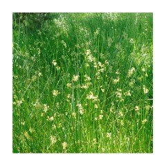 068 Suffolk Day 3  Hickling Broad