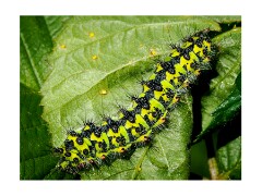 071 Suffolk Day 3  Hickling Broad