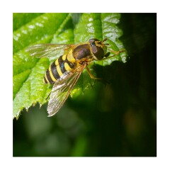 072 Suffolk Day 3  Hickling Broad