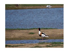 002 Suffolk Day 1  Minsmere