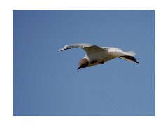 003 Suffolk Day 1  Minsmere