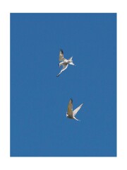 005 Suffolk Day 1  Minsmere