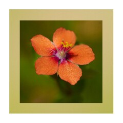 015 Suffolk Day 1  Minsmere