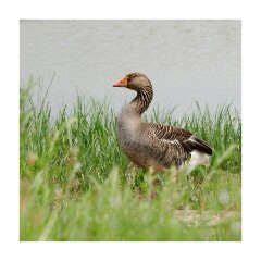 006 Boston Holiday  Frampton Marshes