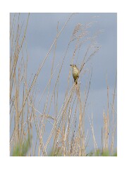007 Boston Holiday  Frampton Marshes