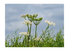 008 Boston Holiday  Frampton Marshes