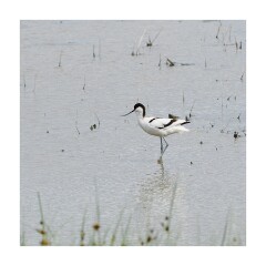 009 Boston Holiday  Frampton Marshes