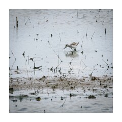 010 Boston Holiday  Frampton Marshes