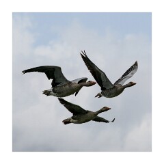 012 Boston Holiday  Frampton Marshes