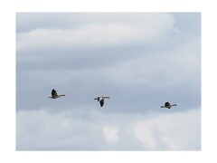 013 Boston Holiday  Frampton Marshes