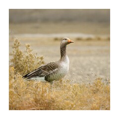 014 Boston Holiday  Frampton Marshes