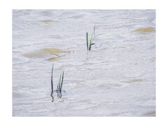 017 Boston Holiday  Frampton Marshes