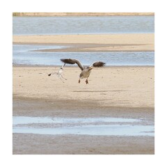 019 Boston Holiday  Frampton Marshes