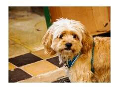 047 Boston Holiday  Botolph's Church, Boston - The Dog in the Cafe