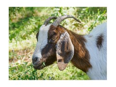 003 Folsom Area  The Goats