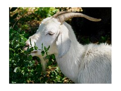 004 Folsom Area  The Goats