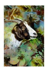 006 Folsom Area  The Goats