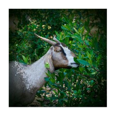 007 Folsom Area  The Goats