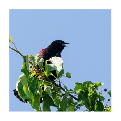 019 Folsom Area  The Wetlands Folsom