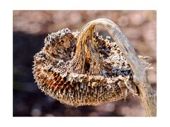020 Folsom Area  Sunflower Seedhead