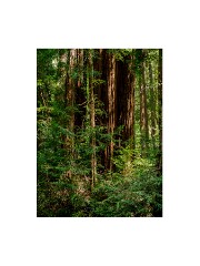 001 San Francisco  Muir Woods