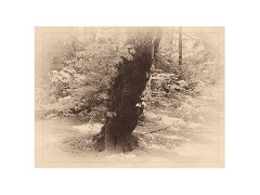 002 San Francisco  Muir Woods