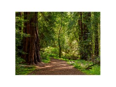 003 San Francisco  Muir Woods