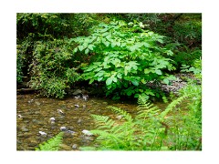 004 San Francisco  Muir Woods