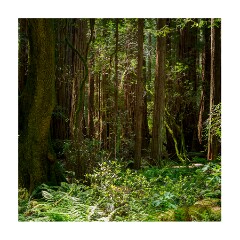 005 San Francisco  Muir Woods