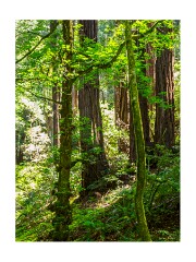 007 San Francisco  Muir Woods