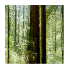 008 San Francisco  Muir Woods