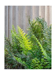 013 San Francisco  Palace of Fine Arts
