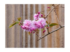 014 San Francisco  Palace of Fine Arts