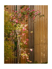 019 San Francisco  Palace of Fine Arts