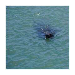 030 San Francisco  Seal