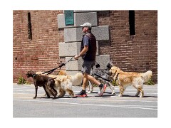 034 San Francisco  Walking The Dogs