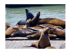 046 San Francisco  Pier 39 Seals