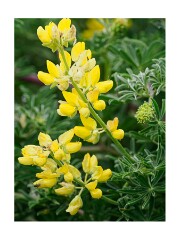 053 San Francisco  Californian Flowers