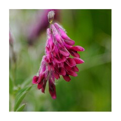 054 San Francisco  Californian Flowers