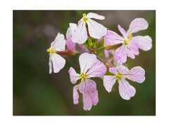 055 San Francisco  Californian Flowers