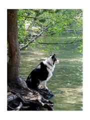 250525 California  1039765  Donner Memorial State Park