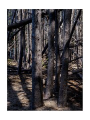 250525 California  1039779  Donner Memorial State Park