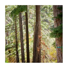 250525 California  1039788  Sugar Pine Point