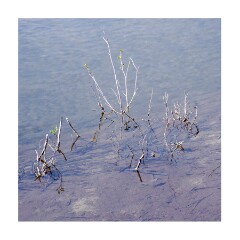 250525 California  1039793-2  Sugar Pine Point