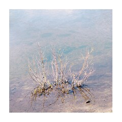 250525 California  1039793  Sugar Pine Point