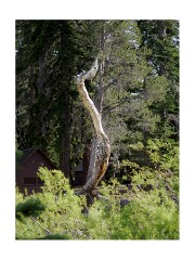 250526 California  1039801  Sugar Pine Point