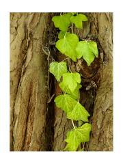 006 Henry Moore Studio and Gardens  Ivy