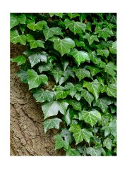 011 Henry Moore Studio and Gardens  Ivy