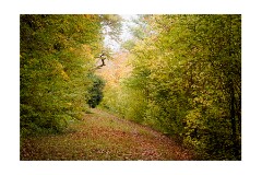 014 Beechwoods Nature Reserve